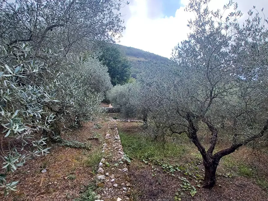 Immagine 2 di Terreno agricolo in vendita  in Valle Castagna a Bassiano
