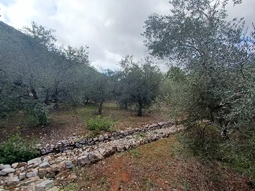 Immagine 3 di Terreno agricolo in vendita  in Valle Castagna a Bassiano