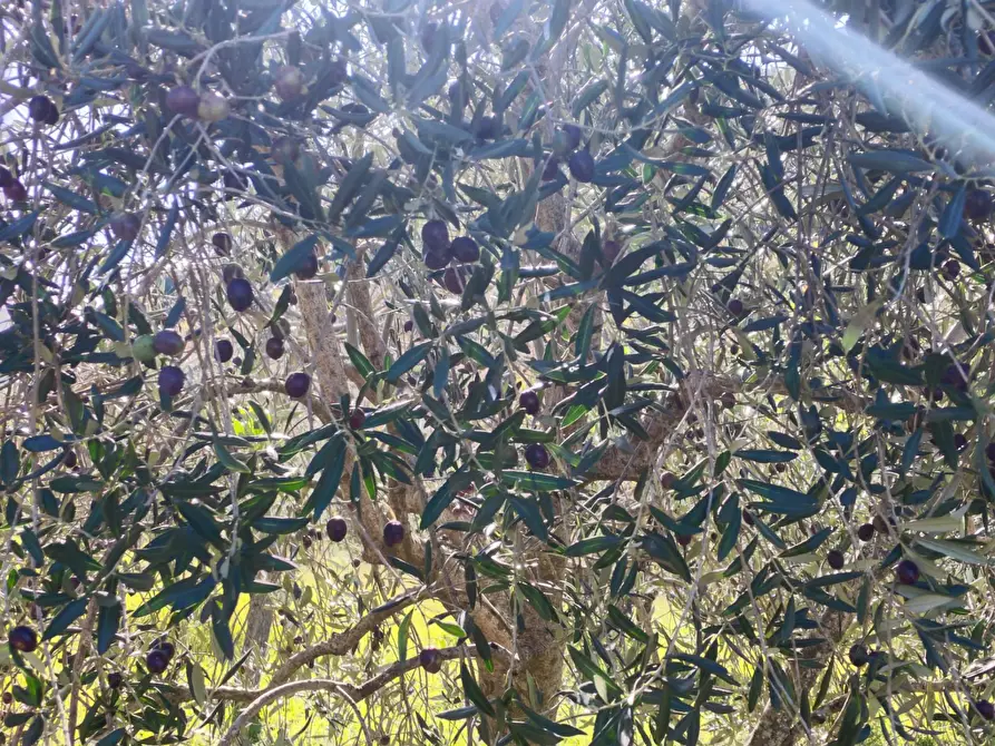 Immagine 29 di Casa semindipendente in vendita  a Carpineto Romano