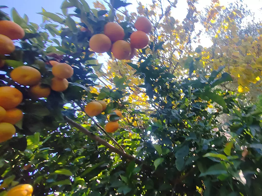 Immagine 23 di Rustico / casale in vendita  in Via Stradone Delle Grotte a Priverno