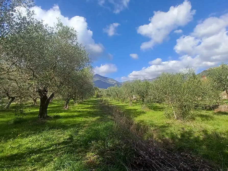 Immagine 2 di Terreno agricolo in vendita  in Carpinetana a Bassiano