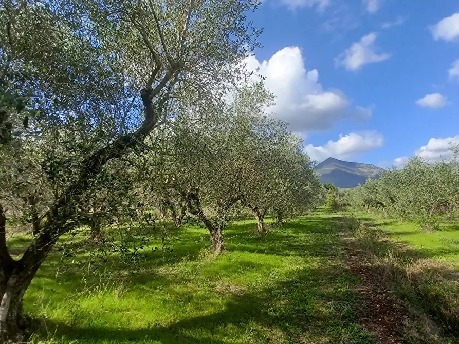 Immagine 3 di Terreno agricolo in vendita  in Carpinetana a Bassiano