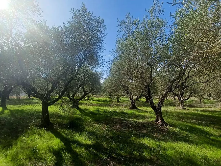 Immagine 4 di Terreno agricolo in vendita  in Carpinetana a Bassiano