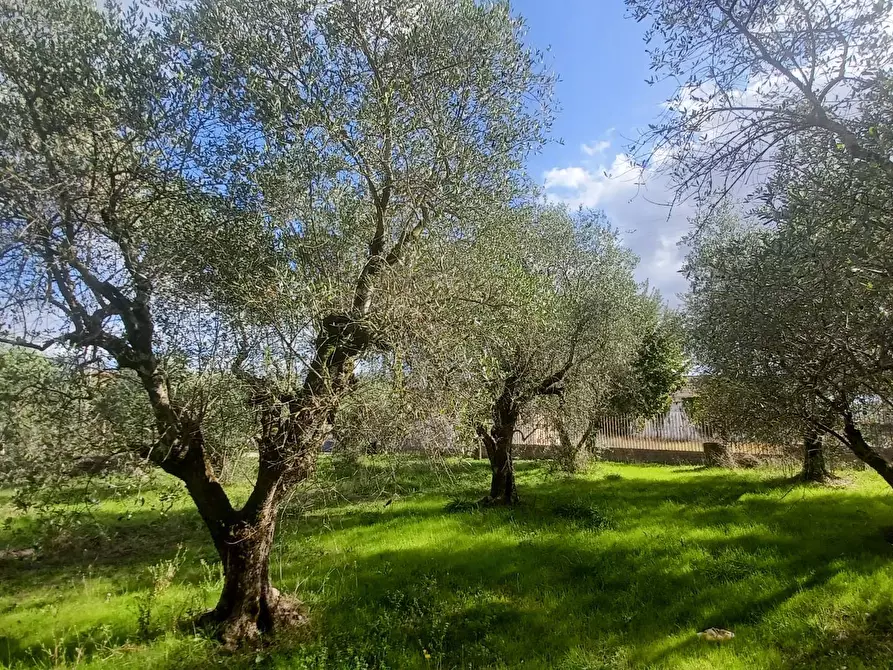 Immagine 5 di Terreno agricolo in vendita  in Carpinetana a Bassiano