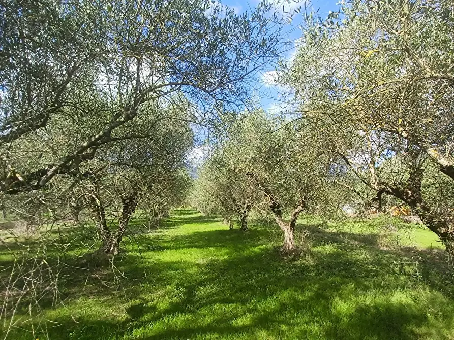 Immagine 6 di Terreno agricolo in vendita  in Carpinetana a Bassiano