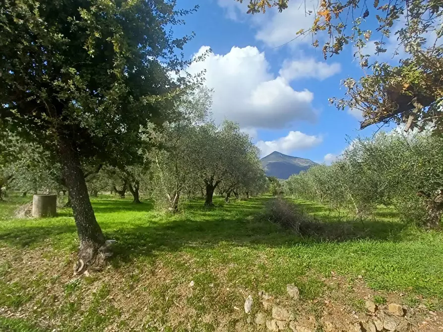 Immagine 7 di Terreno agricolo in vendita  in Carpinetana a Bassiano