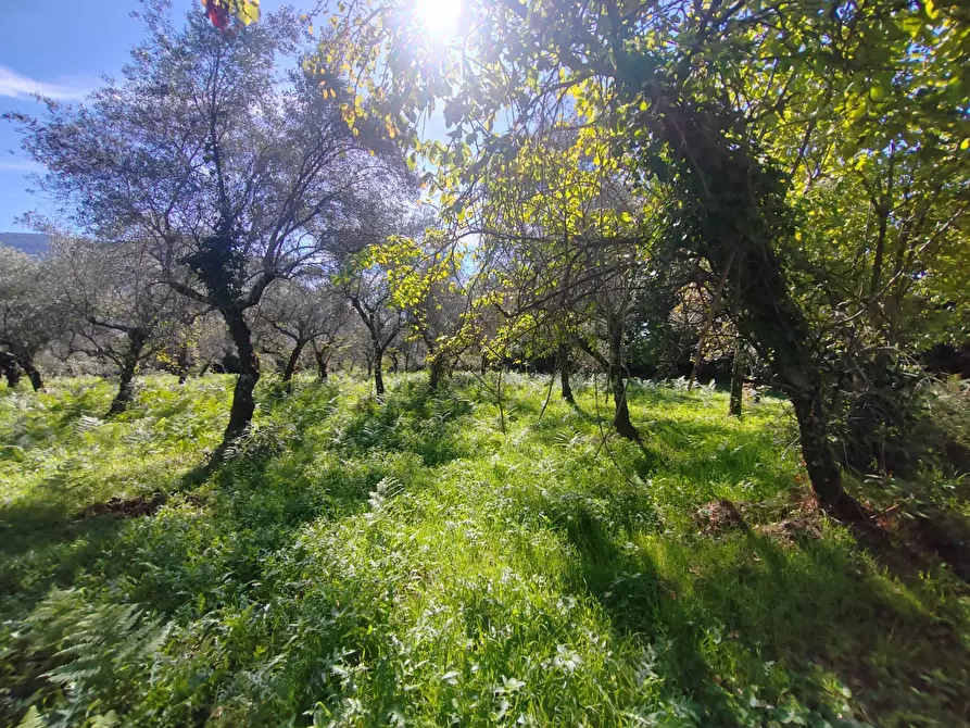 Immagine 1 di Terreno agricolo in vendita  in Via Fontana Fuori a Bassiano