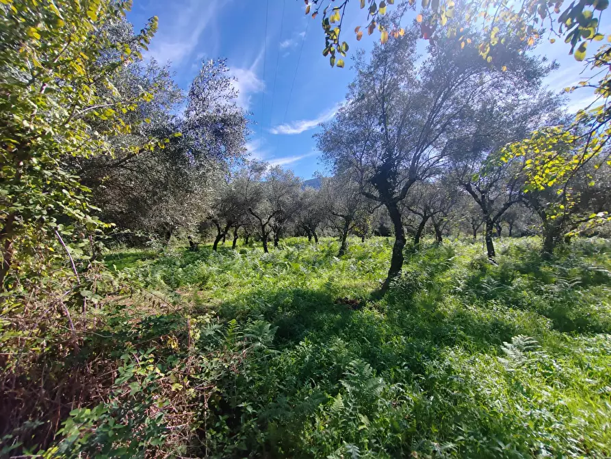 Immagine 2 di Terreno agricolo in vendita  in Via Fontana Fuori a Bassiano