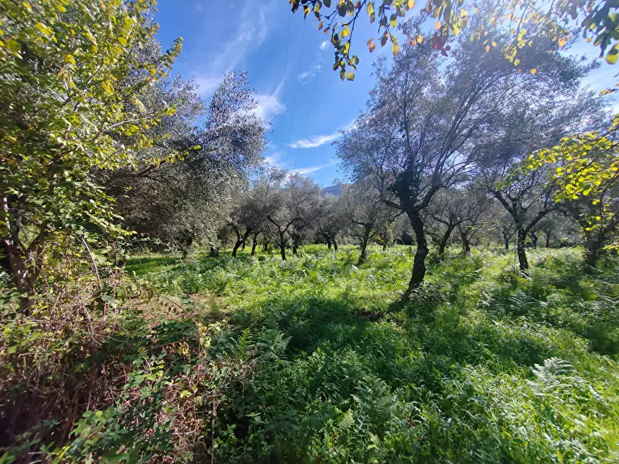Immagine 3 di Terreno agricolo in vendita  in Via Fontana Fuori a Bassiano