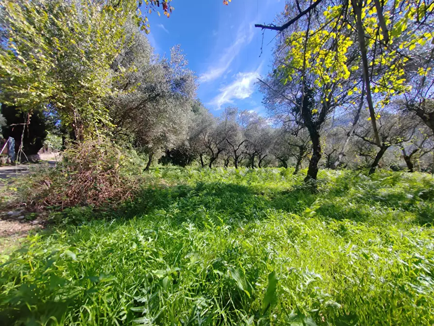 Immagine 5 di Terreno agricolo in vendita  in Via Fontana Fuori a Bassiano