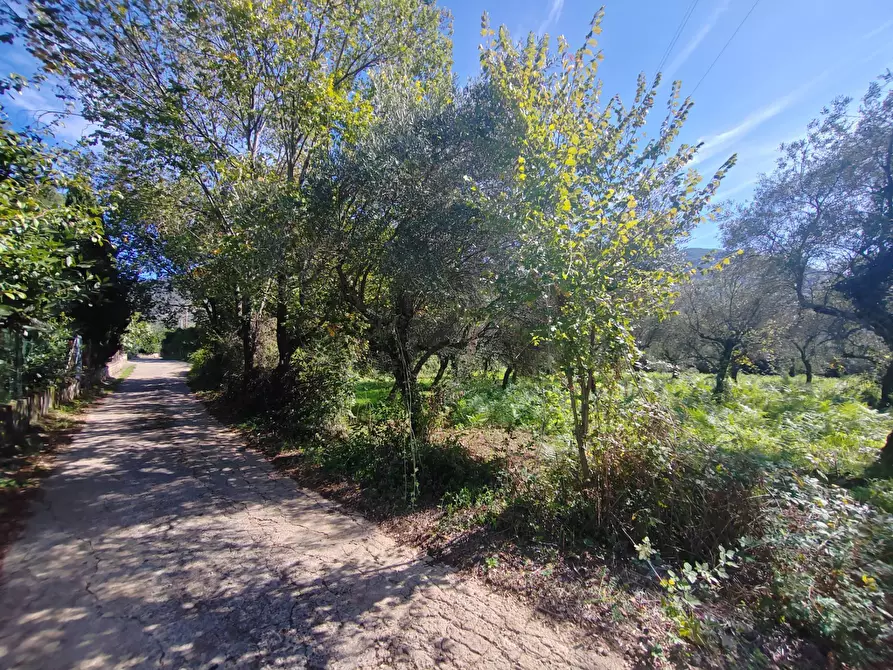 Immagine 7 di Terreno agricolo in vendita  in Via Fontana Fuori a Bassiano