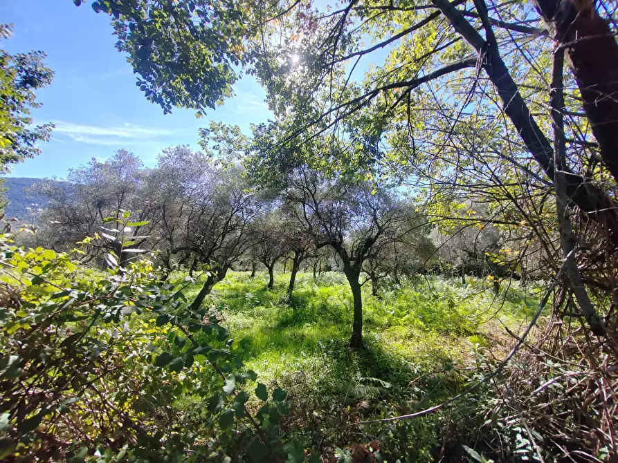Immagine 9 di Terreno agricolo in vendita  in Via Fontana Fuori a Bassiano