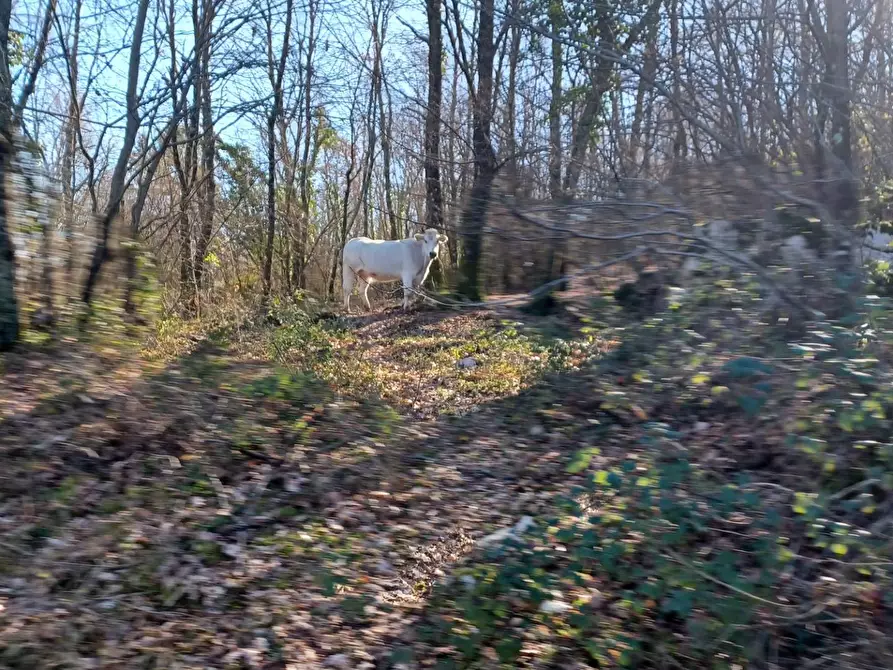 Immagine 23 di Casa indipendente in vendita  in Campo Lupino a Arnara