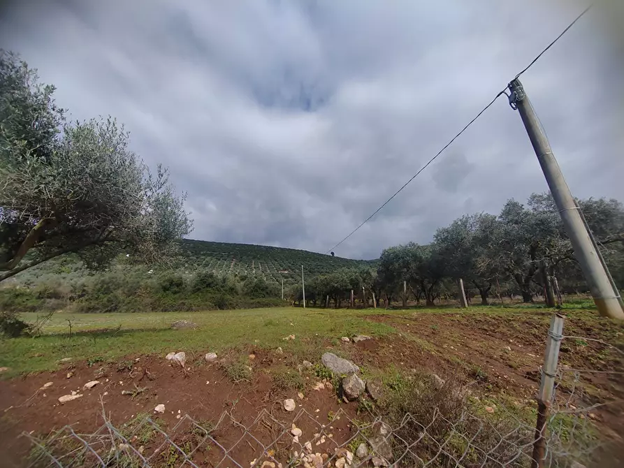 Immagine 3 di Terreno agricolo in vendita  in Via Stradone Delle Grotte a Priverno