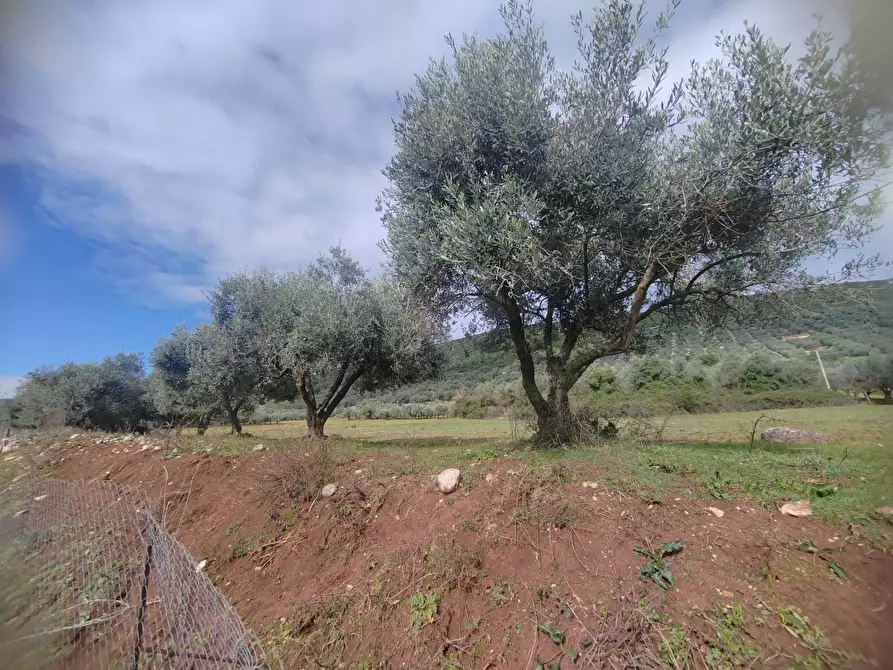 Immagine 4 di Terreno agricolo in vendita  in Via Stradone Delle Grotte a Priverno