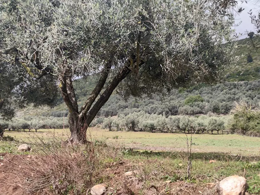 Immagine 5 di Terreno agricolo in vendita  in Via Stradone Delle Grotte a Priverno