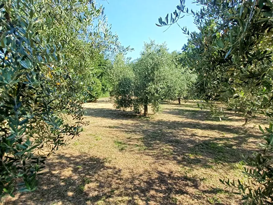 Immagine 5 di Casa indipendente in vendita  in via Cavatelle 5 a Arnara