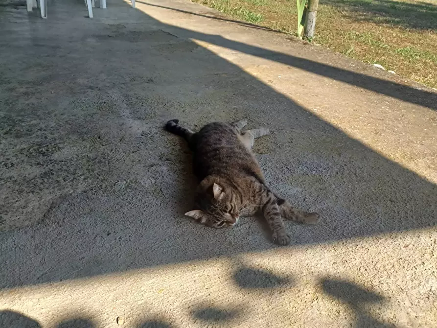 Immagine 34 di Casa indipendente in vendita  in via Cavatelle 5 a Arnara