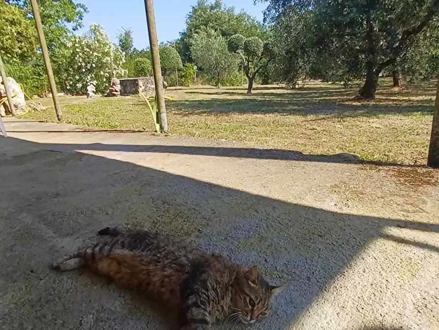 Immagine 36 di Casa indipendente in vendita  in via Cavatelle 5 a Arnara