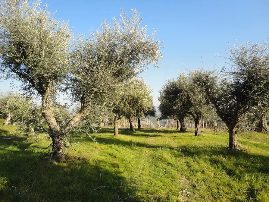 Immagine 2 di Rustico / casale in vendita  in via Madonna della neve a Belvedere Ostrense