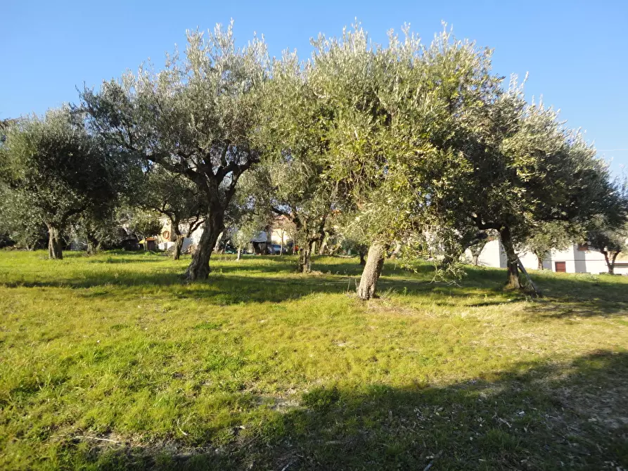 Immagine 4 di Rustico / casale in vendita  in via Madonna della neve a Belvedere Ostrense