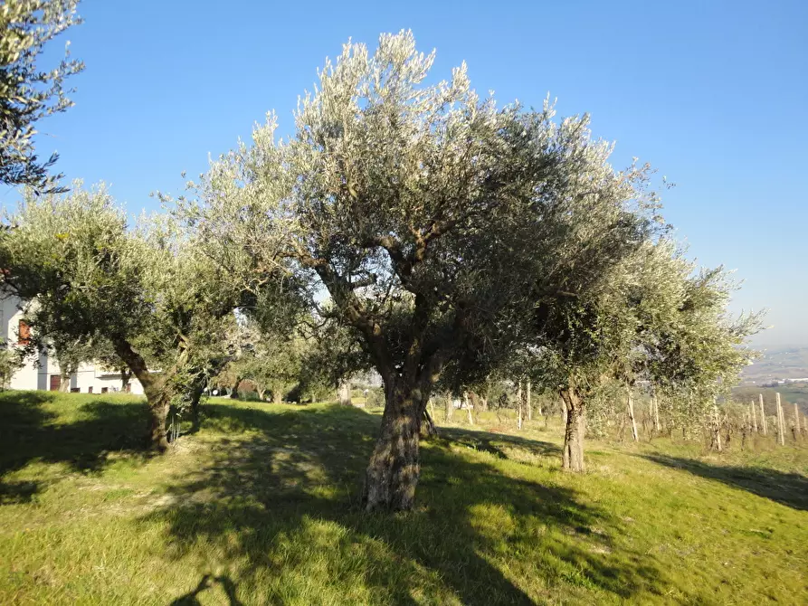 Immagine 5 di Rustico / casale in vendita  in via Madonna della neve a Belvedere Ostrense