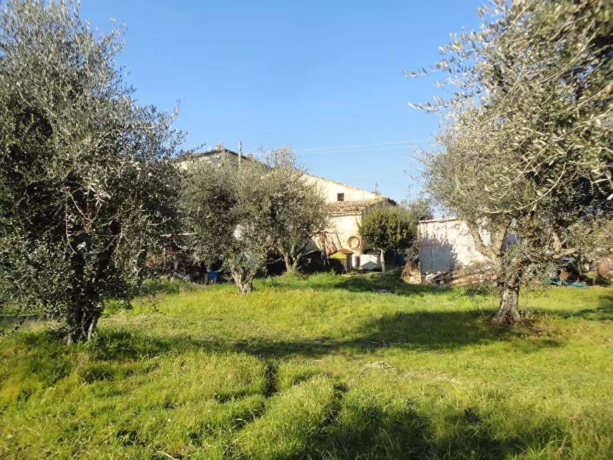 Immagine 9 di Rustico / casale in vendita  in via Madonna della neve a Belvedere Ostrense