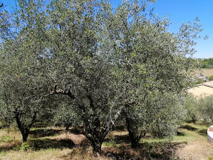 Immagine 28 di Villa in vendita  in Via Monticelli 6 a Castelplanio