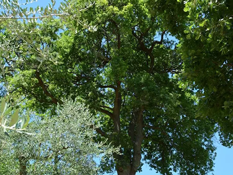 Immagine 32 di Villa in vendita  in Via Monticelli 6 a Castelplanio