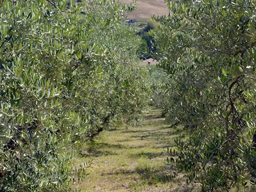 Immagine 16 di Villa in vendita  in Via Monticelli 6 a Castelplanio