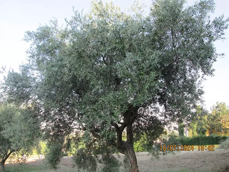 Immagine 27 di Villa in vendita  in via Torre 26/a a Cupramontana