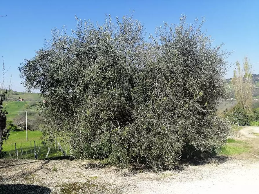 Immagine 13 di Rustico / casale in vendita  in Via Forcone 1 a Cupramontana