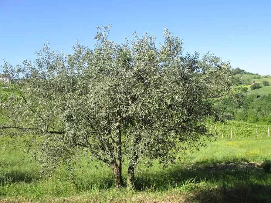 Immagine 7 di Rustico / casale in vendita  in Via Forcone 1 a Cupramontana