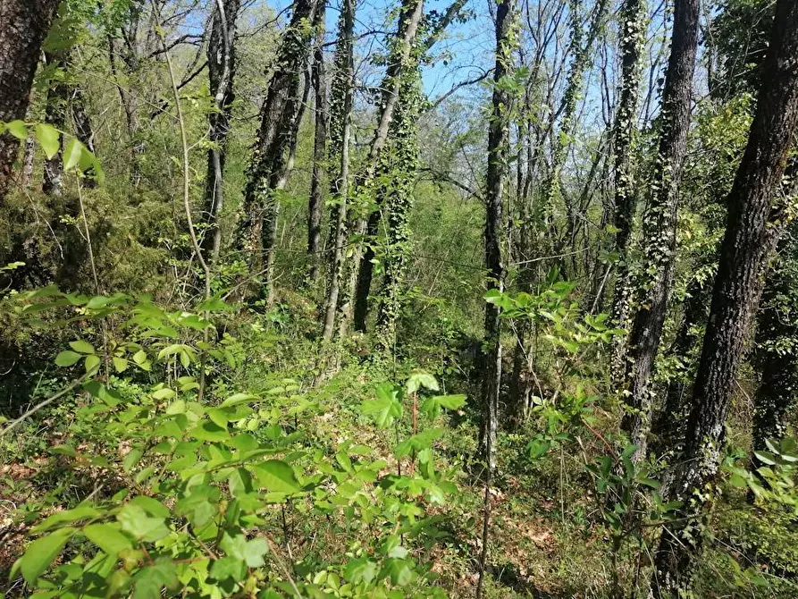 Immagine 10 di Rustico / casale in vendita  in localita'  casacolonna 1 a Sassoferrato