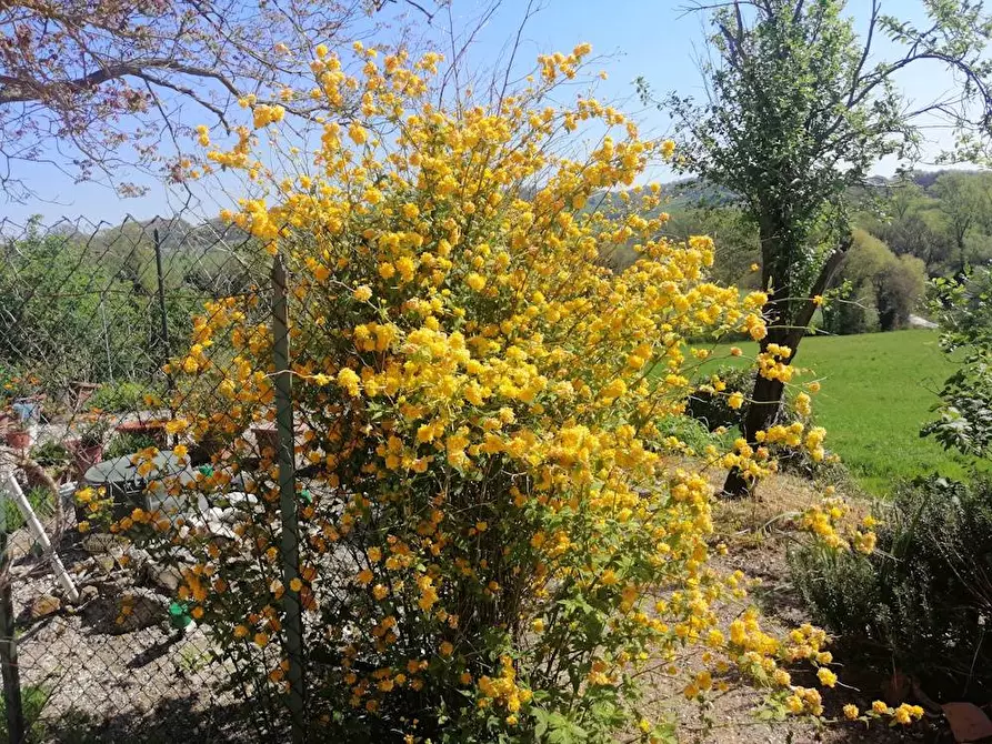 Immagine 14 di Rustico / casale in vendita  in localita'  casacolonna 1 a Sassoferrato