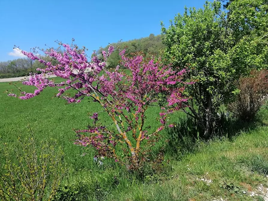 Immagine 24 di Rustico / casale in vendita  in localita'  casacolonna 1 a Sassoferrato
