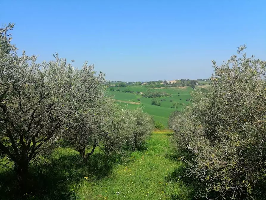 Immagine 11 di Villa in vendita  in Via francesco Contuzzi a Belvedere Ostrense