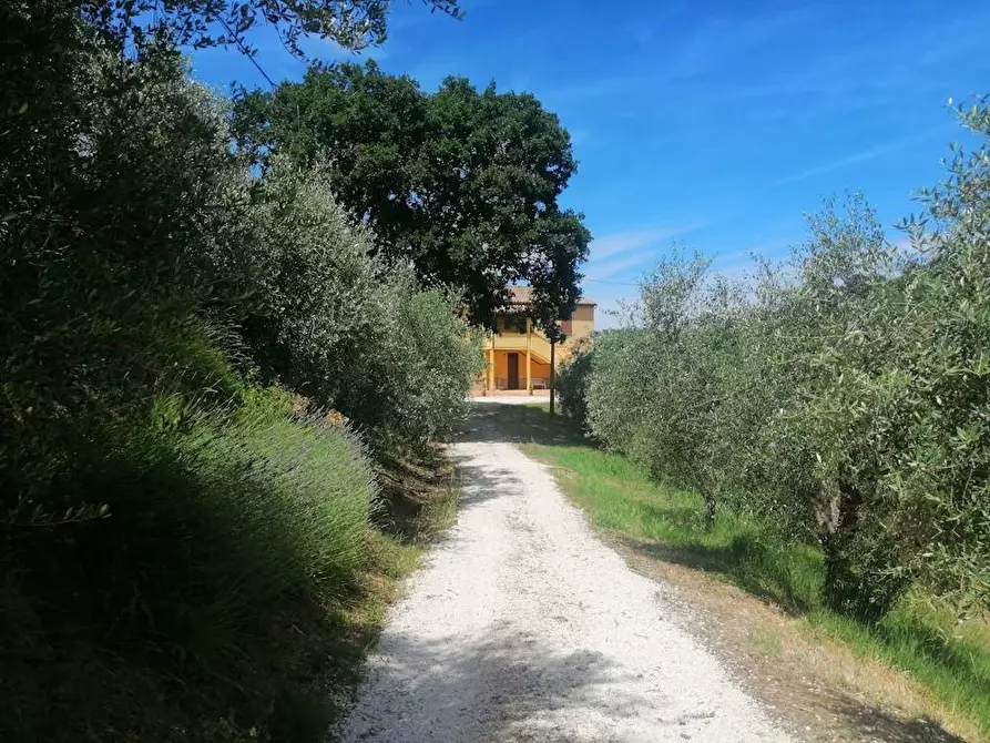 Immagine 7 di Rustico / casale in vendita  in Via Monticelli 6 a Castelplanio