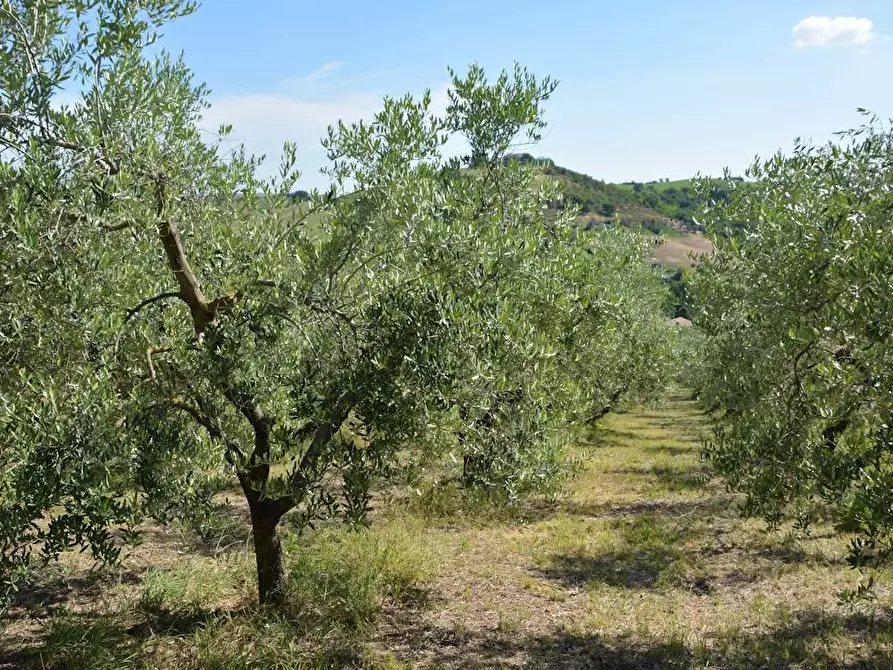 Immagine 5 di Rustico / casale in vendita  in Via Monticelli 6 a Castelplanio