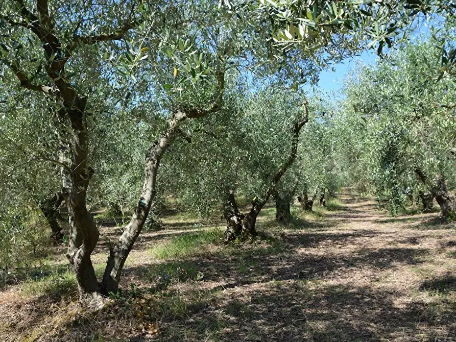 Immagine 15 di Rustico / casale in vendita  in Via Monticelli 6 a Castelplanio