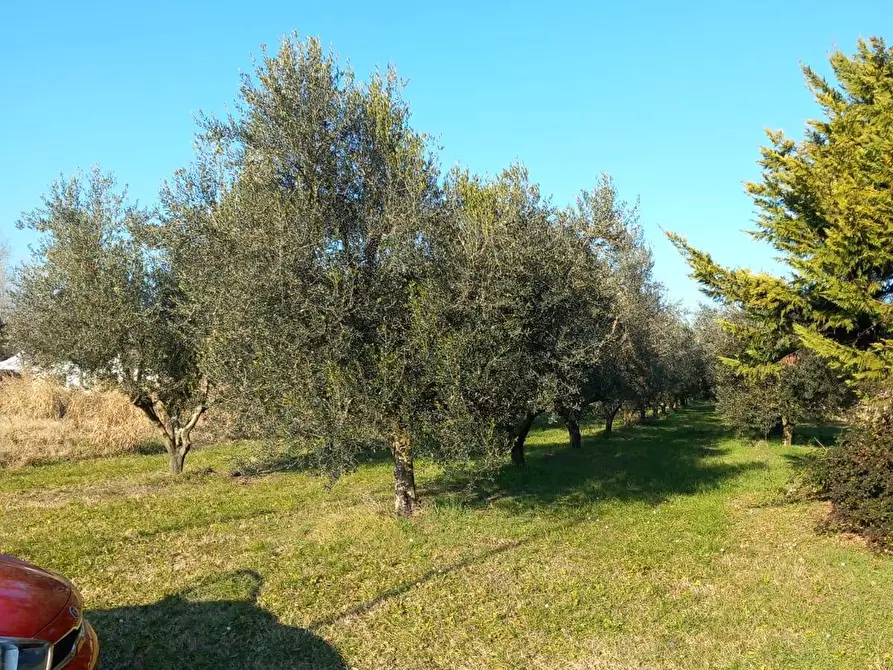 Immagine 2 di Terreno agricolo in vendita  in Campo da Baseball a Staranzano