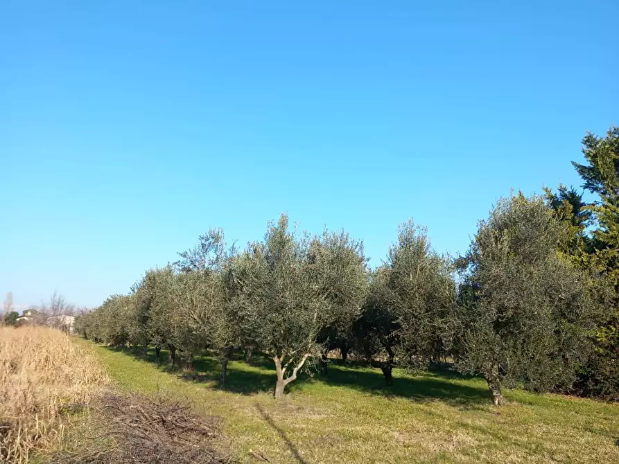 Immagine 3 di Terreno agricolo in vendita  in Campo da Baseball a Staranzano
