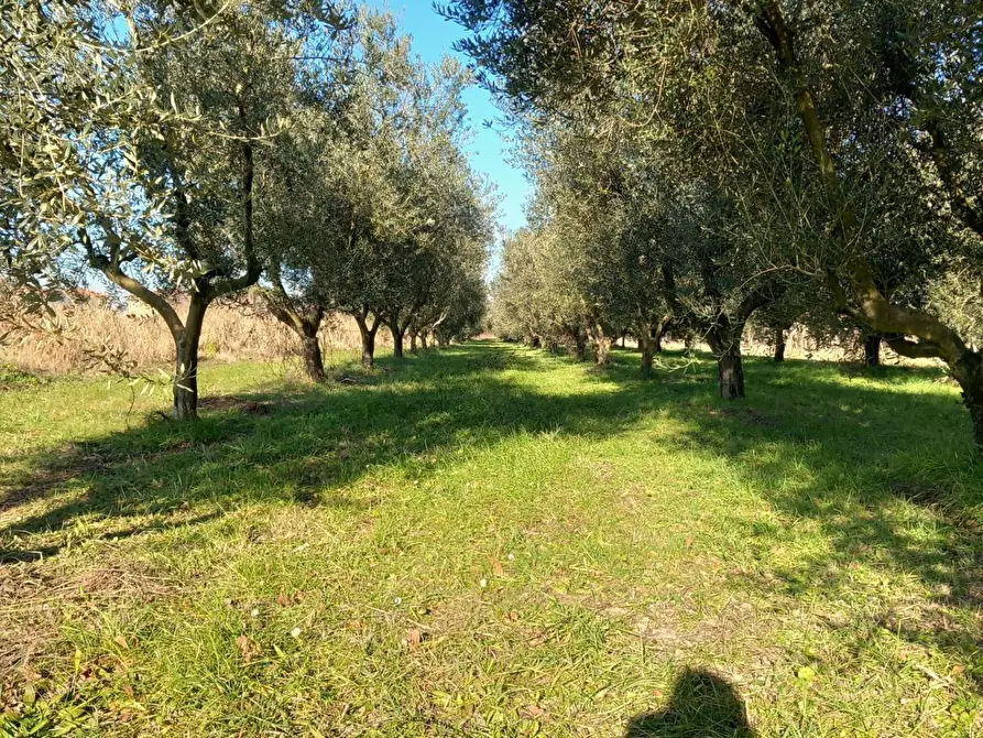 Immagine 4 di Terreno agricolo in vendita  in Campo da Baseball a Staranzano