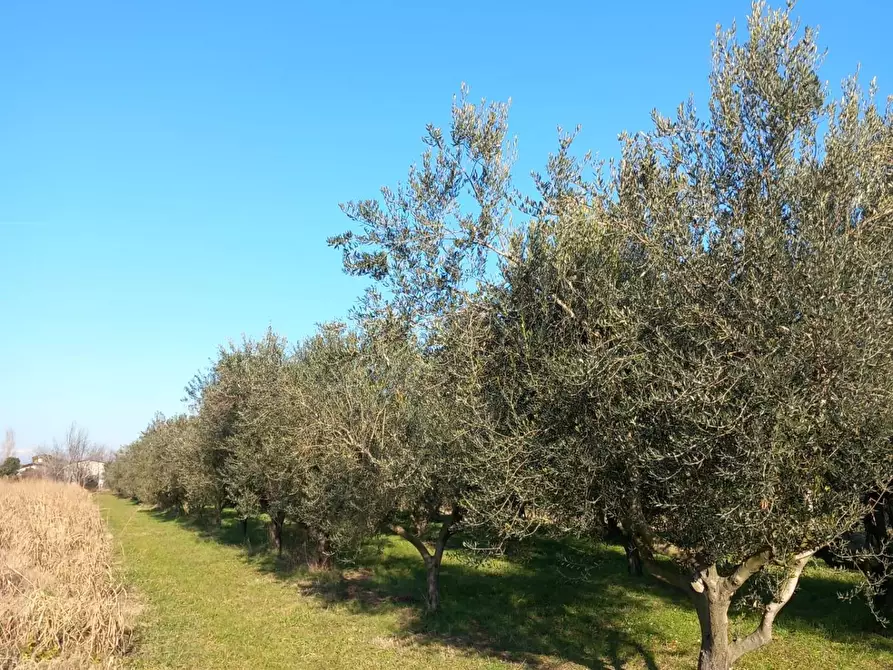 Immagine 5 di Terreno agricolo in vendita  in Campo da Baseball a Staranzano