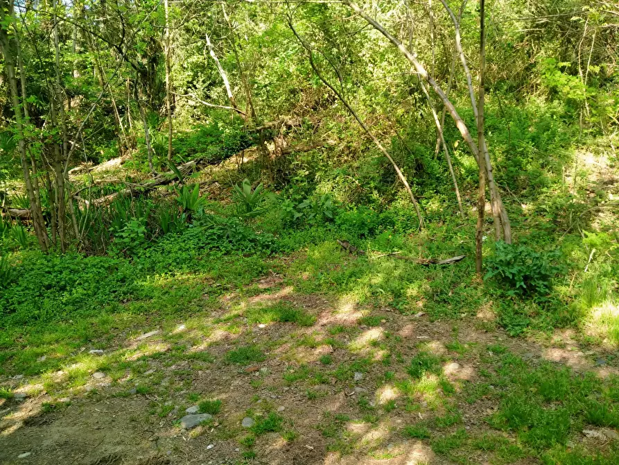 Immagine 4 di Terreno residenziale in vendita  in delle ville a Vergiate