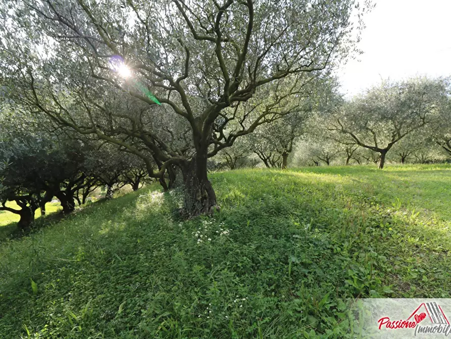 Immagine 5 di Terreno agricolo in vendita  in Strada Del Borago a Verona