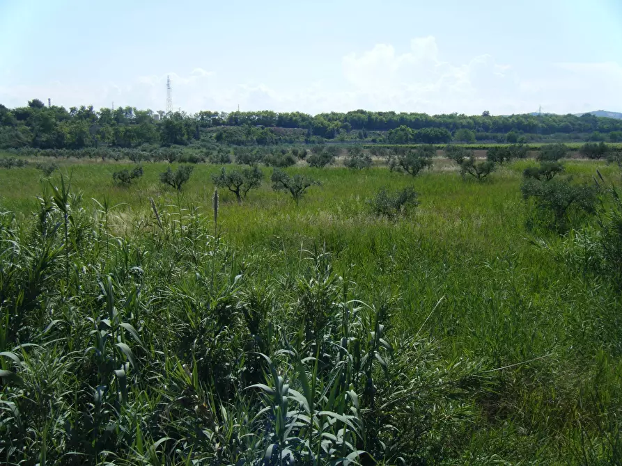 Immagine 7 di Agriturismo in vendita  in SS 16 SUD a San Salvo