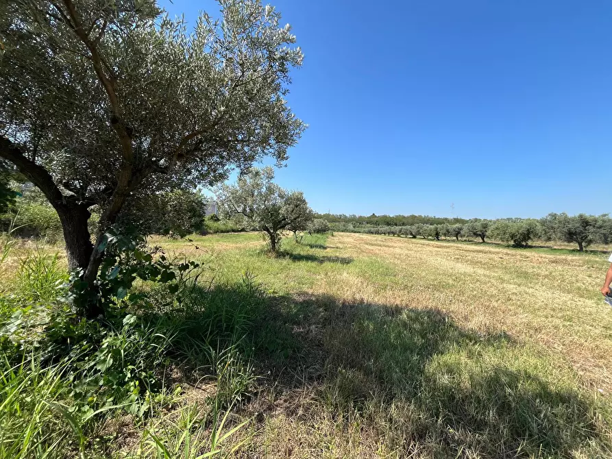 Immagine 10 di Agriturismo in vendita  in SS 16 SUD a San Salvo