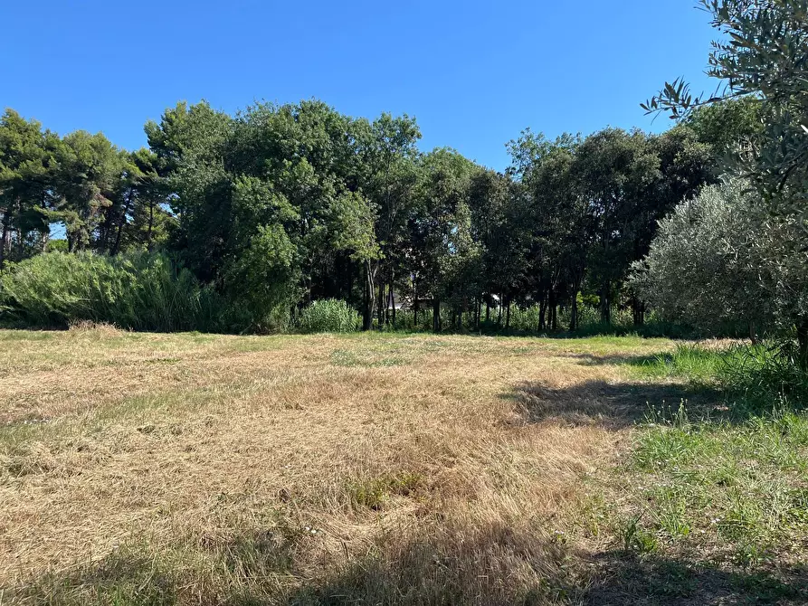 Immagine 13 di Agriturismo in vendita  in SS 16 SUD a San Salvo