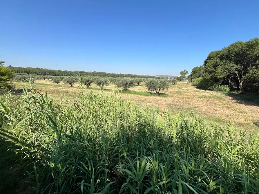 Immagine 16 di Agriturismo in vendita  in SS 16 SUD a San Salvo